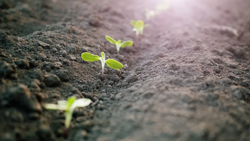 Seedlings