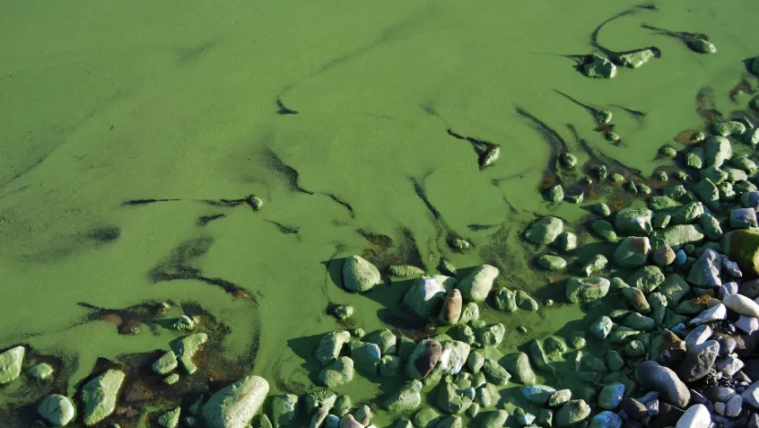 Algal bloom
