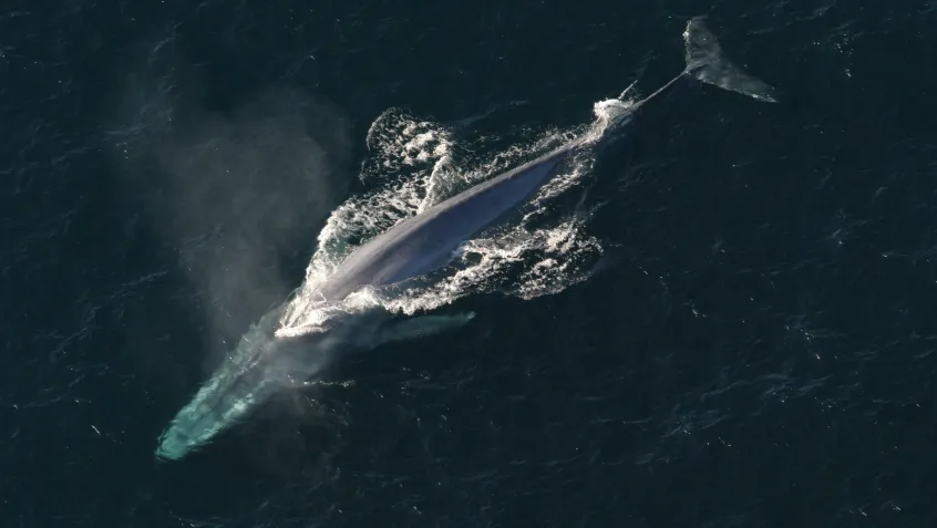 Blue whale migration