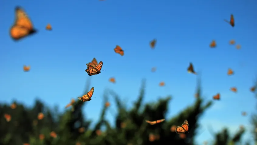 Monarch butterfly migration