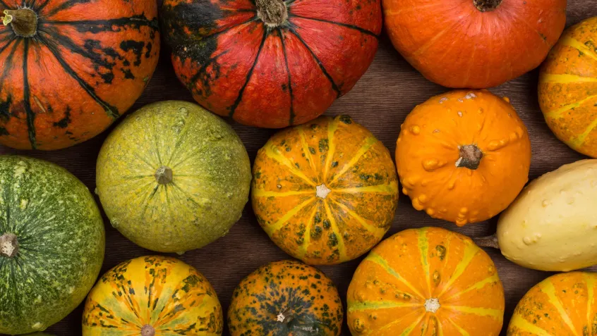 Multicolored pumpkins