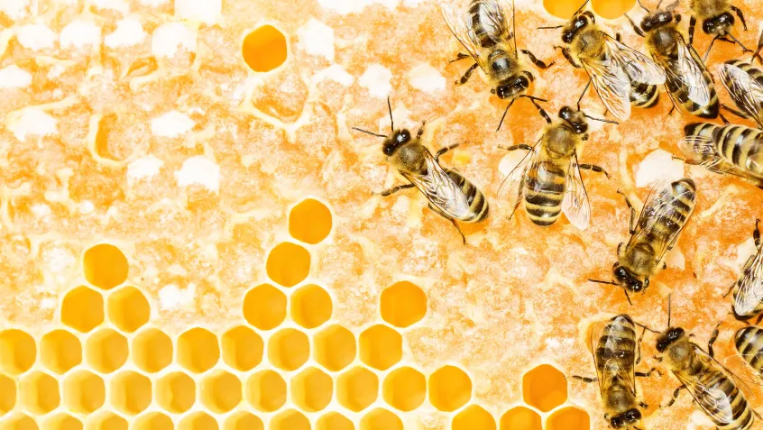 Swarm of bees on a honeycomb