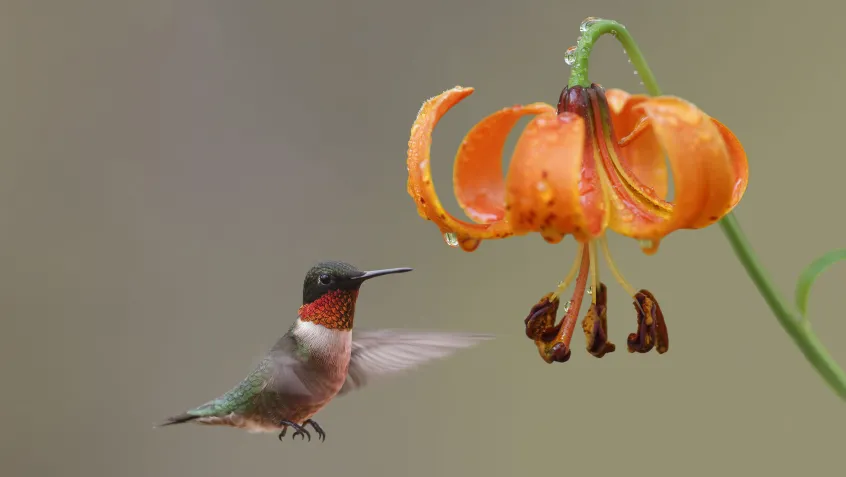 Hummingbird at a Michigan lily