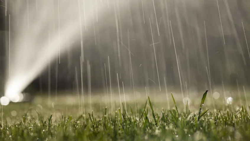 Sprinkler and lawn