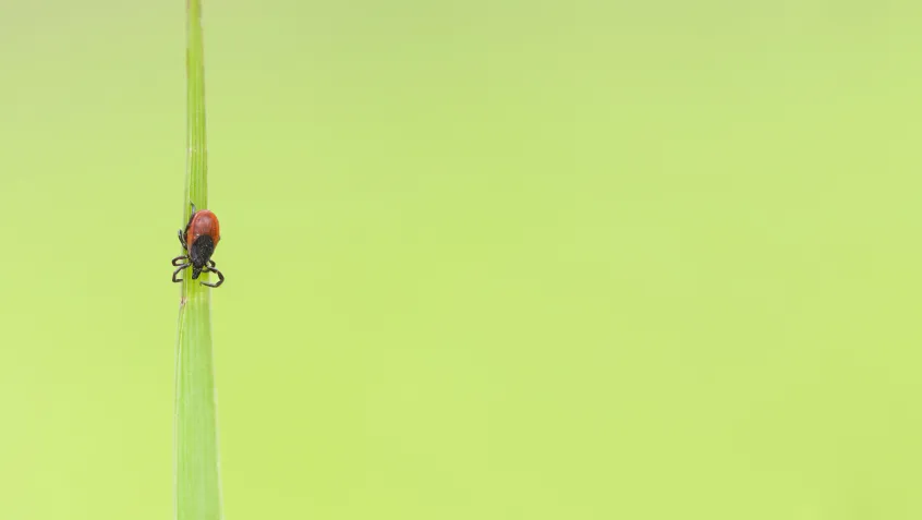 Little Tick on a Plant Straw