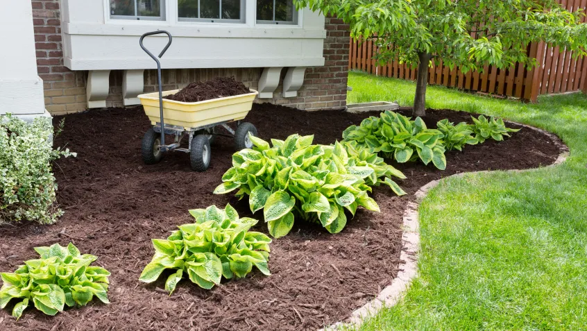 Backyard Garden