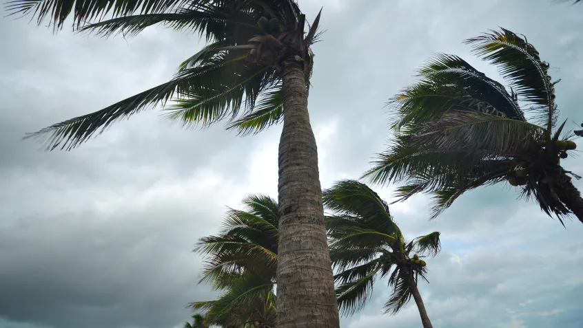 Palm trees in a hurricane