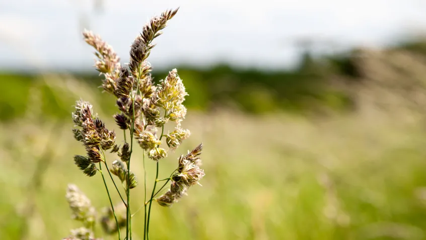 Flowering grass during allergy season