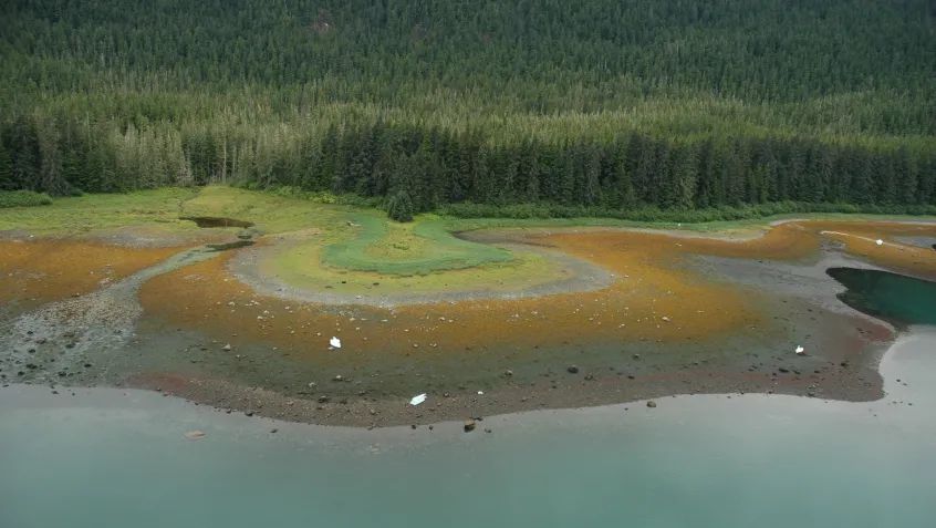 Aerial photograph. A kaleidoscopic shoreline with bands of red and orange algae in the low tide zone, blocks of ice on the shore, and varying shades of green in the terrestrial flora. Alaska, Sitka Sound.