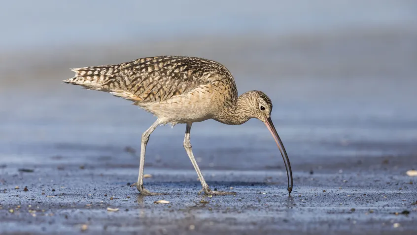 Long-billed Curlew foraging in a river estuary