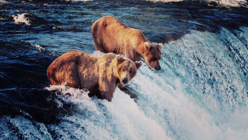 Bears in Alaska