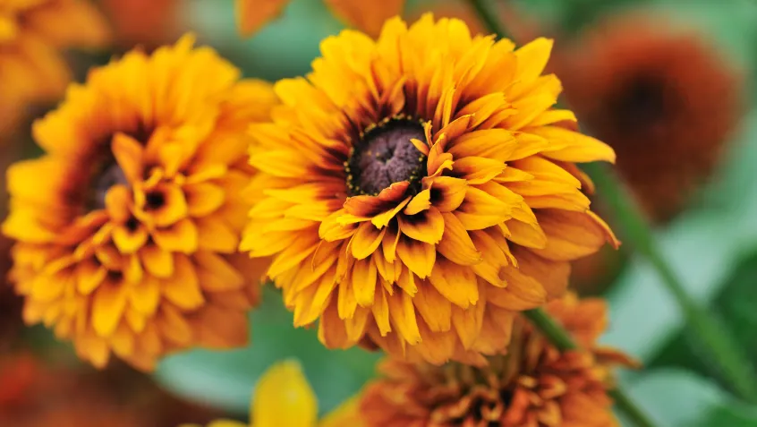 Blooming rudbeckia