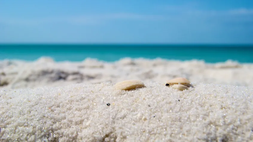 Clams in Pensacola