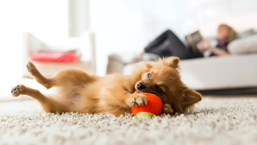 Dog playing with ball on the floor