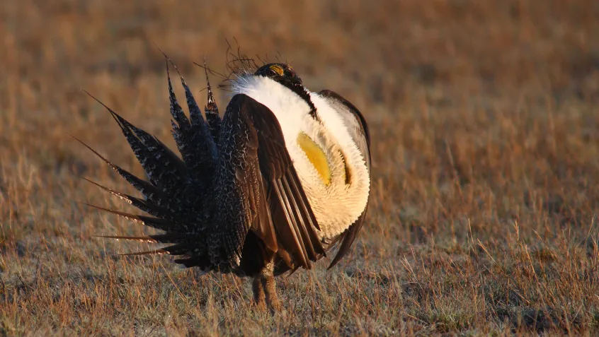 Male greater sage-grouse