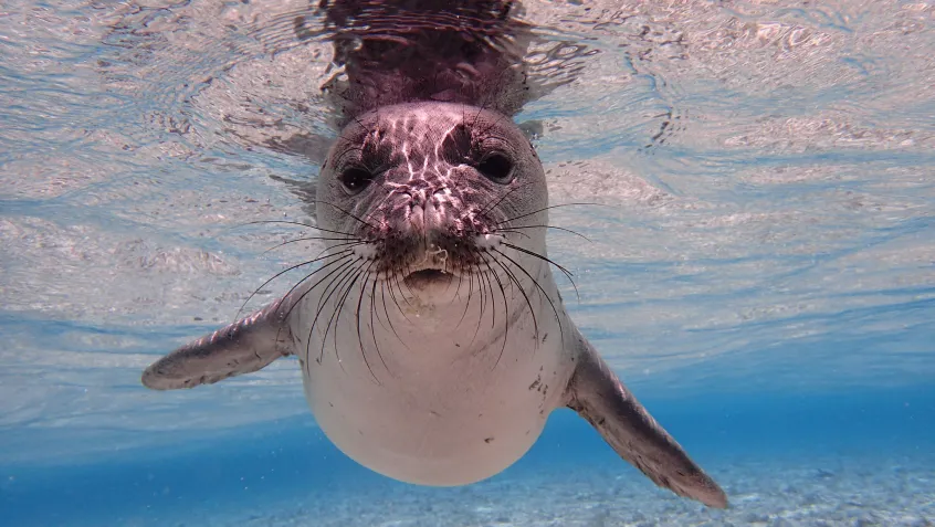 Young monk seal underwater