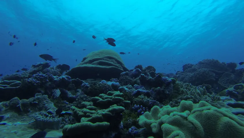 US Coral Reefs