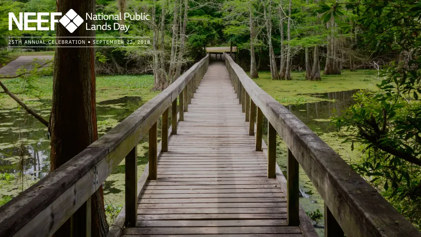 Marsh near Big Thicket