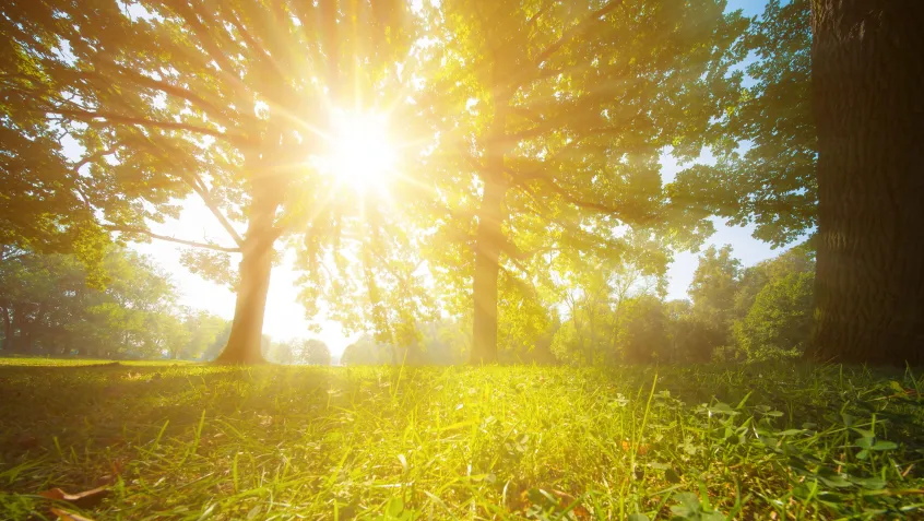 Sun through the trees