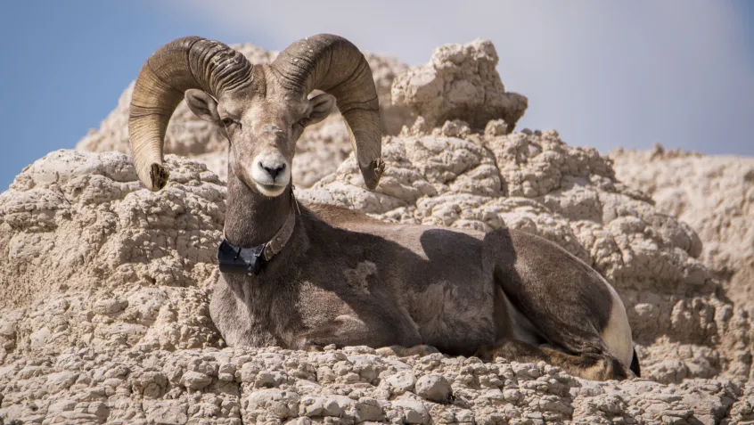 Bighorn sheep