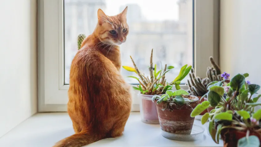 Ginger cat on a windowsill