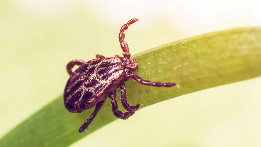 A dangerous parasite and infection carrier mite sitting on a green leaf