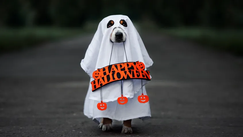 Dog in ghost costume
