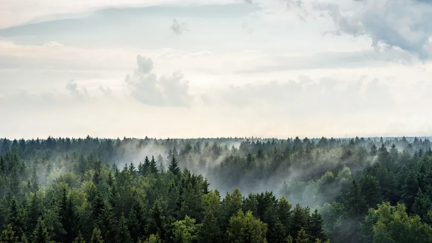 Evaporation in a forest