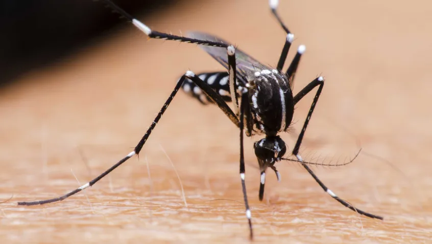 Mosquito aedes aegypti, transmissor de vírus