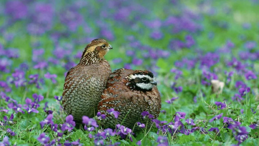Northern Bobwhite Quail