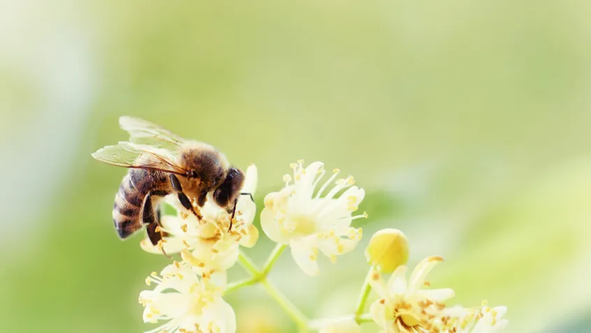 Bee pollinating a flower