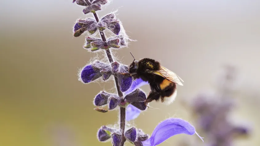 Bumblebee on a purple flower