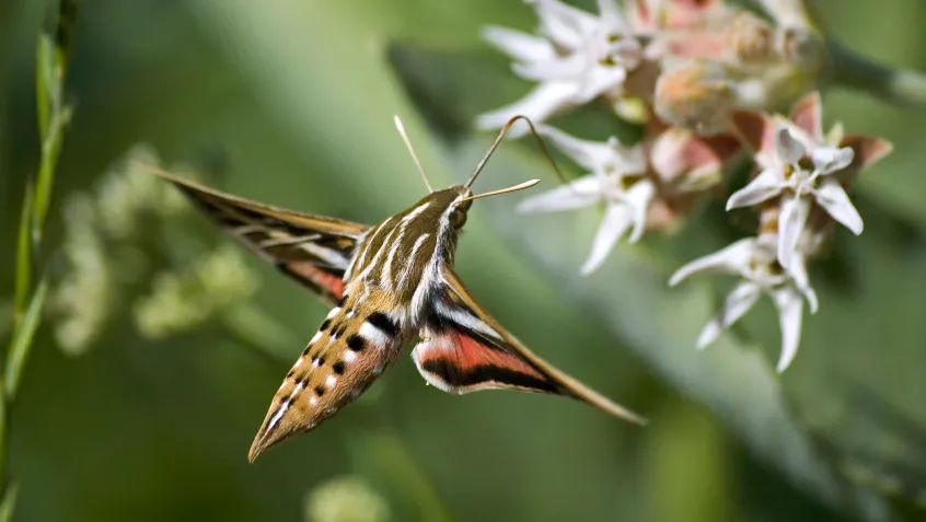 Hummingbird hawk-moth