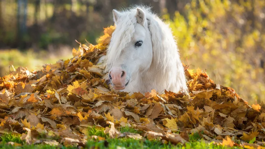 Pony hiding in autumn leaves