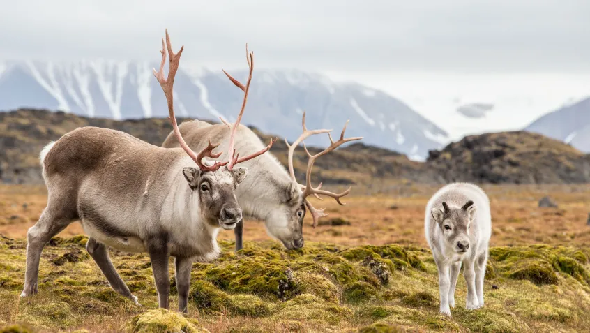 Family of reindeer in the arctic 