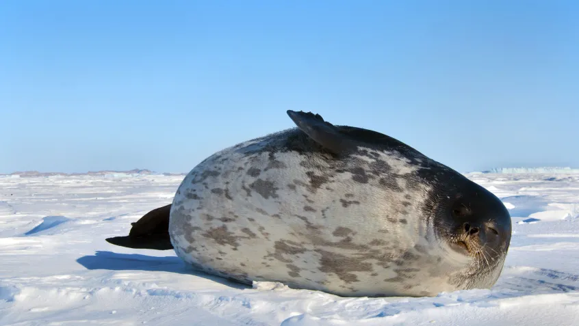 Ringed seal