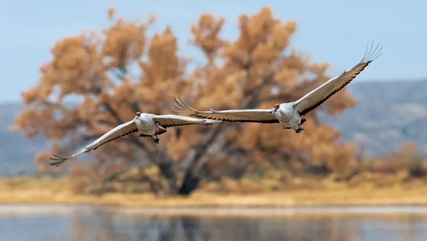 Sandhill cranes migrating