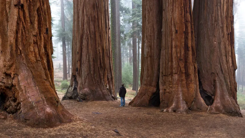 Sequoia trees