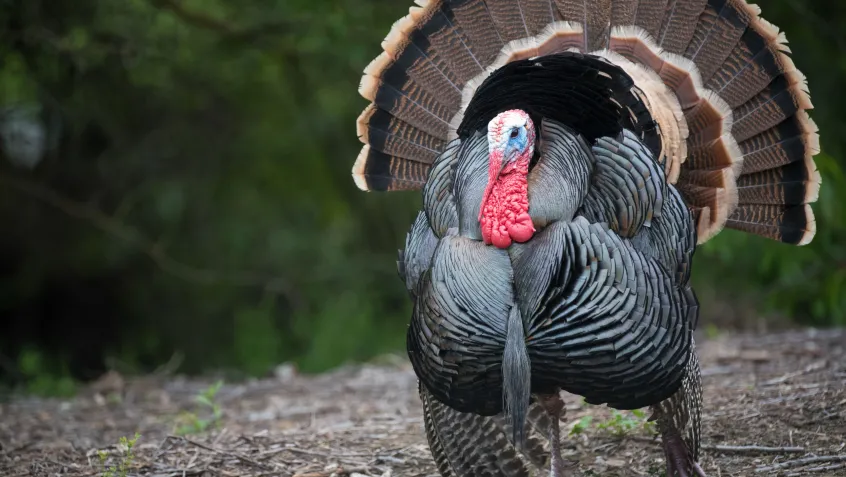 Turkey strutting