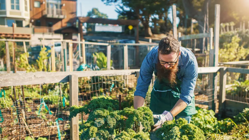 Urban garden