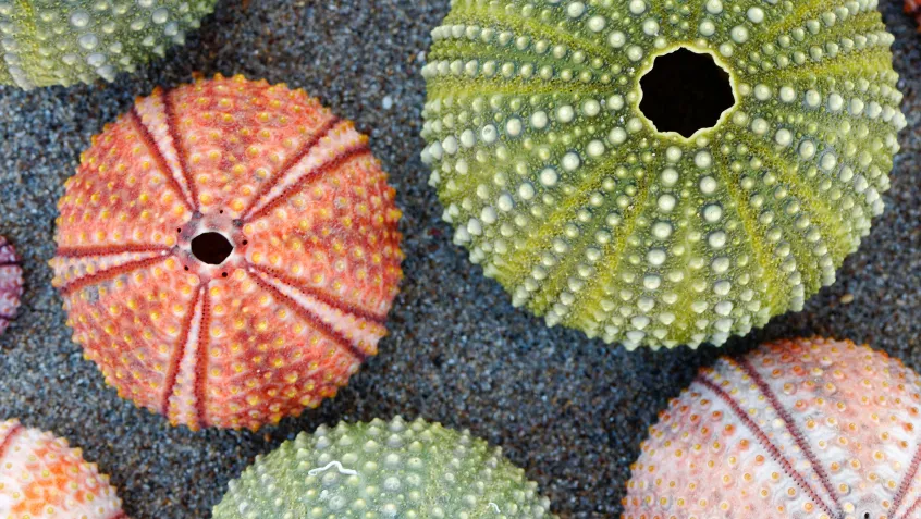 Sea urchin shells