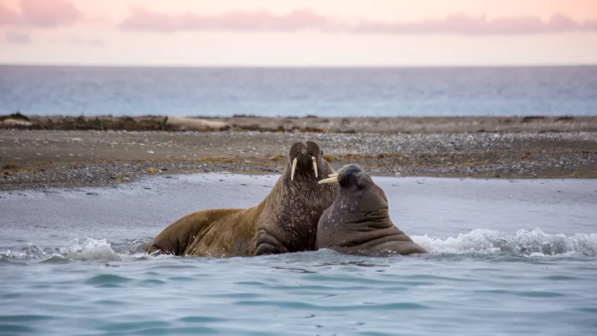 Walruses on the beach