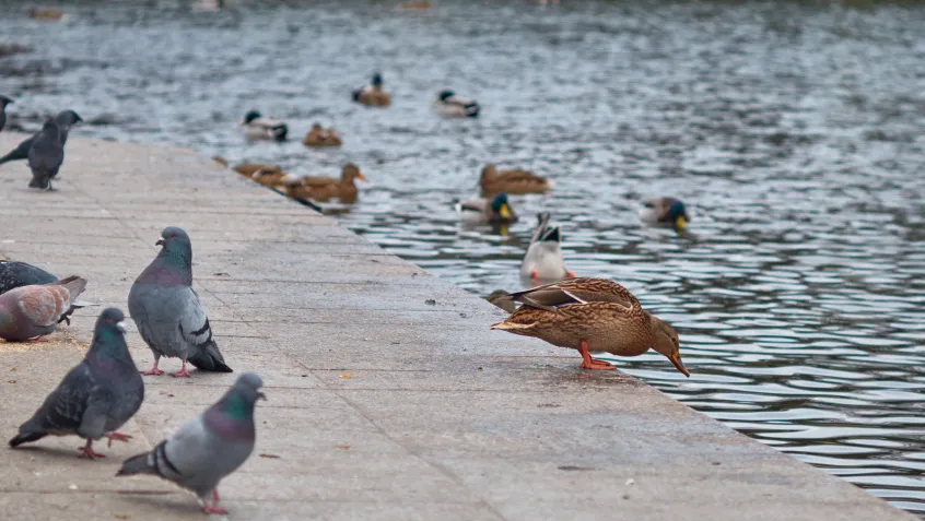 Pigeons and ducks at a river bank