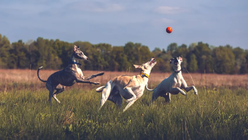 Whippets playing with a ball