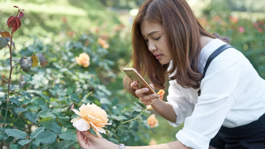 Beautiful Asia Woman Taking Photo For Rose