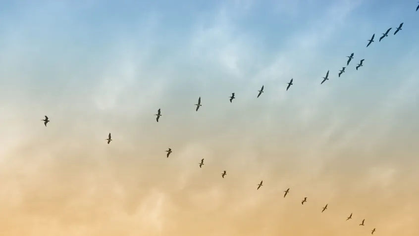 Migrating birds