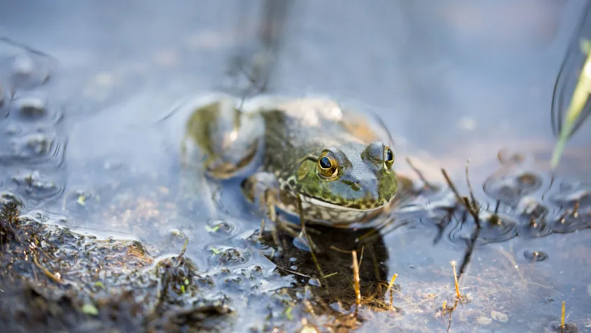 Bullfrog in the water