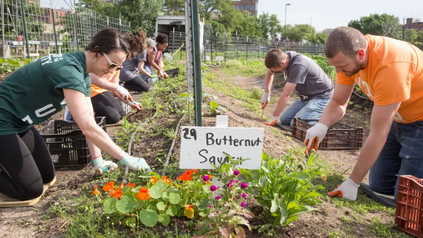 Volunteers planting at a community garden