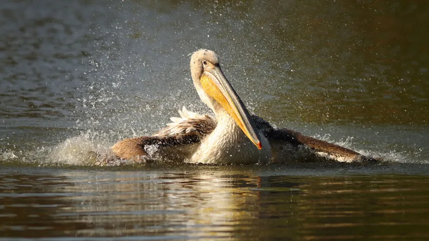 Pelican splashing in the water