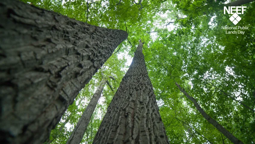 Forest canopy at Rock Creek Park